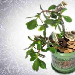 Feng Shui tree to attract money