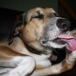 Alergjitë tek qentë: një shënim për mbarështuesit e kujdesshëm