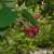 Um arbusto fofo com frutas saudáveis ​​- nome Serviceberry Irga