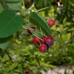 Um arbusto fofo com frutas saudáveis ​​- nome Serviceberry Irga
