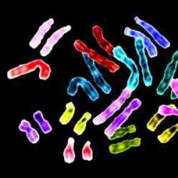 Chromosome set of a cell