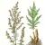 Wormwood - a natural cure for lung cancer Artemisia annua plant
