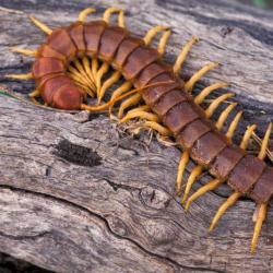 Why do you dream about a centipede?