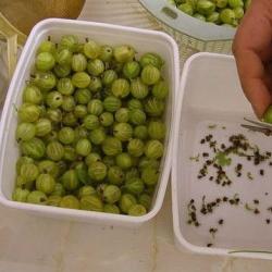 Gooseberries para sa taglamig - hindi pangkaraniwang mga pamamaraan at mga recipe para sa paghahanda