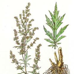 Wormwood - a natural cure for lung cancer Artemisia annua plant
